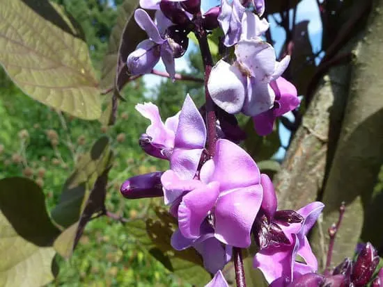 Worthy Easy and Fast Growing Flower Seeds Hyacinth Bean Worthy Easy and Fast Growing Flower Seeds Hyacinth Bean