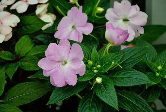 Worthy Easy and Fast Growing Flower Seeds Impatiens Worthy Easy and Fast Growing Flower Seeds Impatiens
