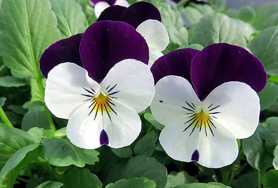 Worthy Easy and Fast Growing Flower Seeds Johnny Jump Up Worthy Easy and Fast Growing Flower Seeds Johnny Jump Up