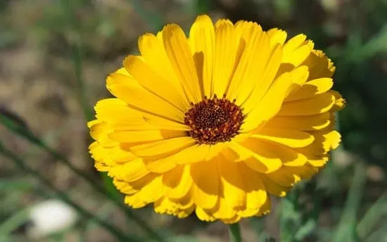 Worthy Easy and Fast Growing Flower Seeds Marigold Worthy Easy and Fast Growing Flower Seeds Marigold
