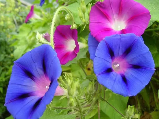 Worthy Easy and Fast Growing Flower Seeds Morning Glory Worthy Easy and Fast Growing Flower Seeds Morning Glory