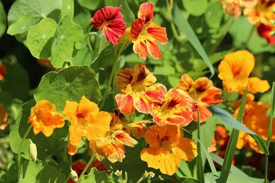 Worthy Easy and Fast Growing Flower Seeds Nasturtiums