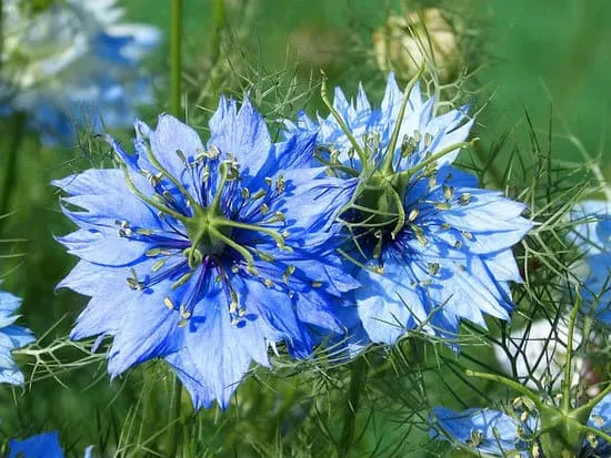Worthy Easy and Fast Growing Flower Seeds Nigella Damascene Worthy Easy and Fast Growing Flower Seeds Nigella Damascene