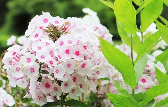 Worthy Easy and Fast Growing Flower Seeds Phlox Worthy Easy and Fast Growing Flower Seeds Phlox