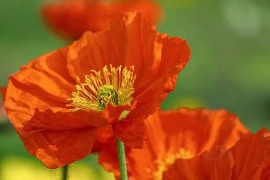 Worthy Easy and Fast Growing Flower Seeds Poppies California Poppies