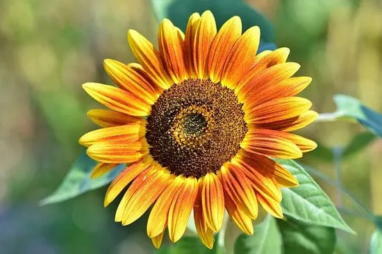 Worthy Easy and Fast Growing Flower Seeds Sunflowers