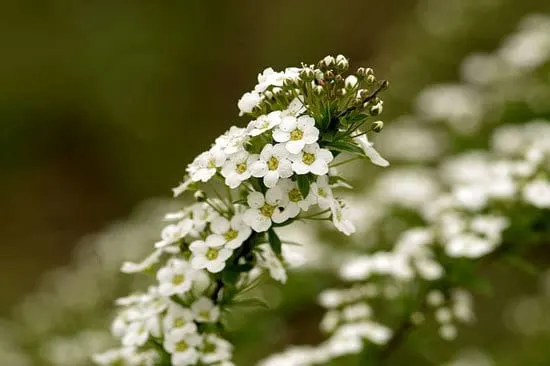 Worthy Easy and Fast Growing Flower Seeds Sweet Alyssum