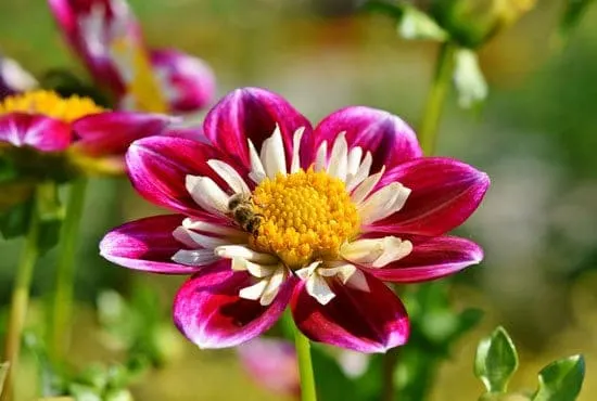 Worthy Easy and Fast Growing Flower Seeds Zinnias Worthy Easy and Fast Growing Flower Seeds Zinnias