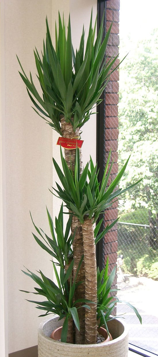 Yucca Cane Plant Cutest Small Indoor Plants Yucca Cane Plant Cutest Small Indoor Plants