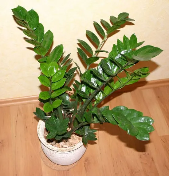 ZZ Plant Cutest Small Indoor Plants