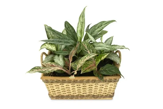 Best Bathroom Plants Aglaonema