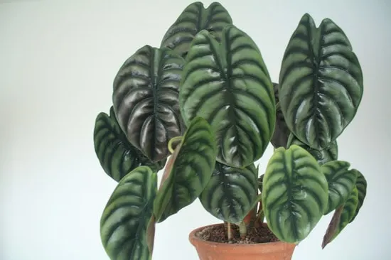 Best Bathroom Plants Alocasia