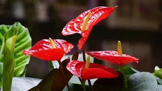 Best Bathroom Plants Anthurium