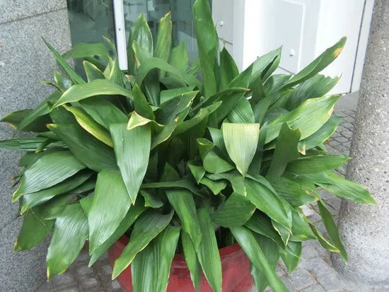 Best Bathroom Plants Cast Iron Plant Best Bathroom Plants Cast Iron Plant