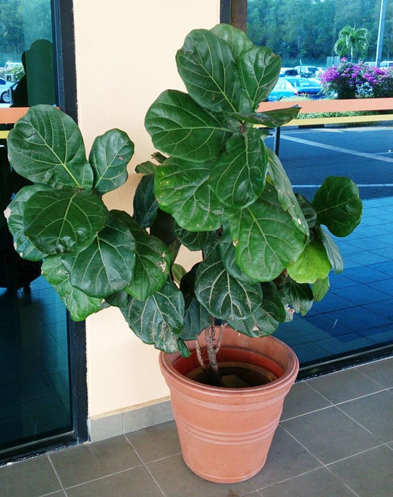 Best Bathroom Plants Fiddle Leaf Fig