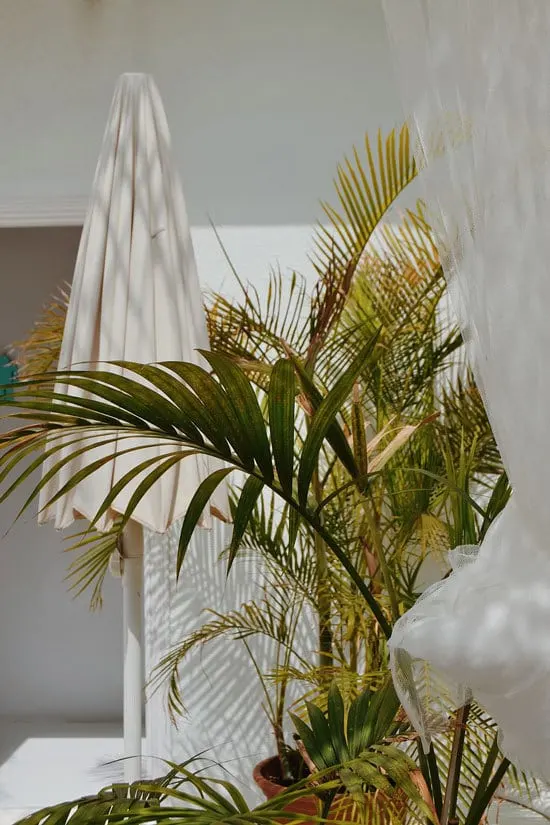 Best Bathroom Plants Majesty Palm Best Bathroom Plants Majesty Palm