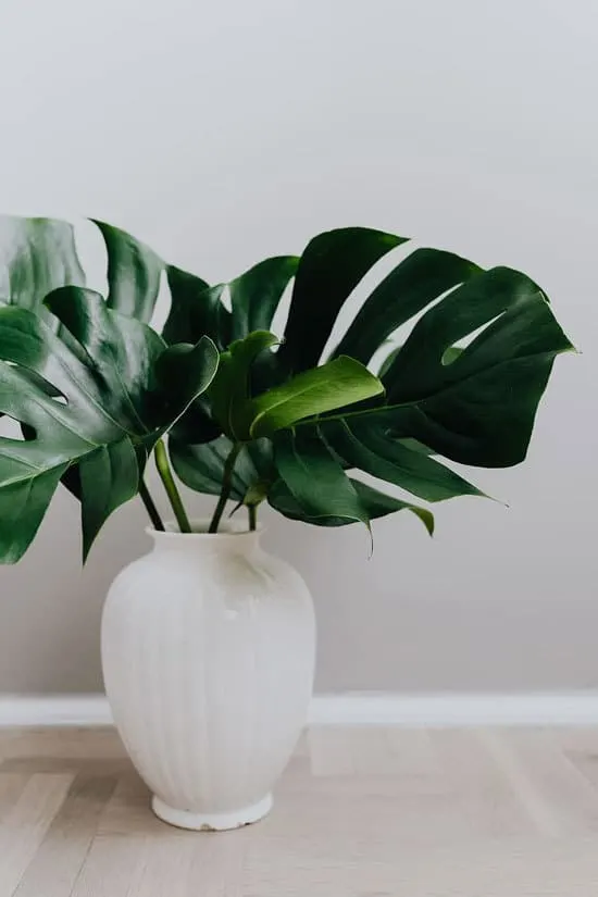 Best Bathroom Plants Monstera