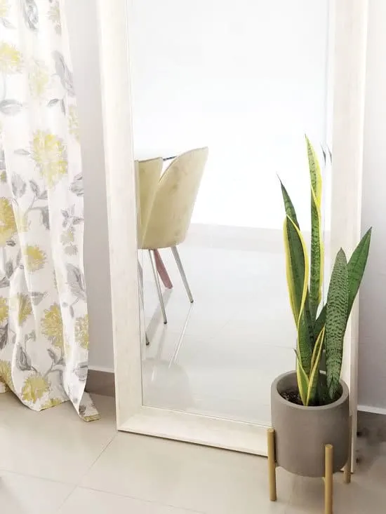 Best Bathroom Plants Snake Plant