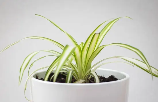 Best Bathroom Plants Spider Plant