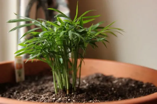 Best Bedroom Plants Bamboo Palm Best Bedroom Plants Bamboo Palm