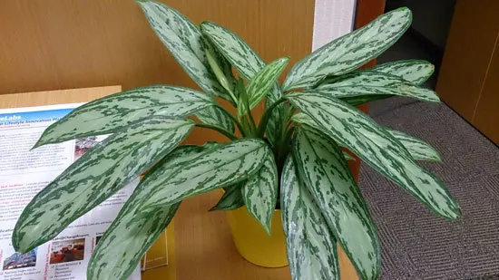 Best Bedroom Plants Chinese Evergreen