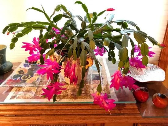 Christmas Cactus - Best Bedroom Plants