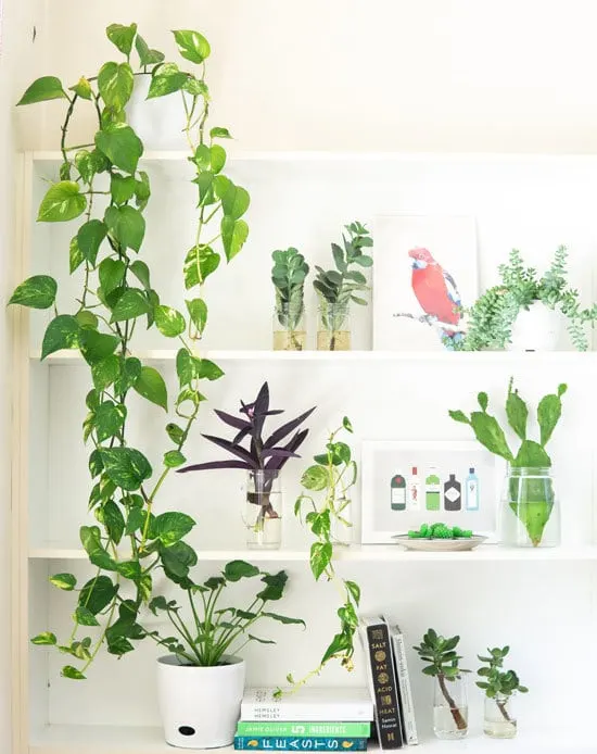 Best Bedroom Plants English Ivy