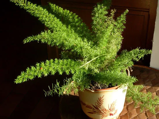 Best Bedroom Plants Foxtail Fern Asparagus Densiflorus Best Bedroom Plants Foxtail Fern Asparagus Densiflorus