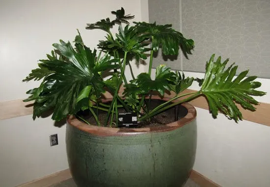 Best Bedroom Plants Lacy Tree Philodendron Bipinnatifidum