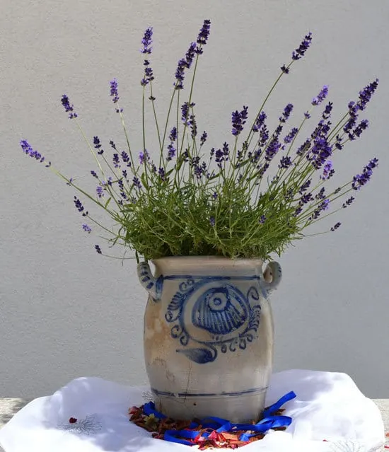 Best Bedroom Plants Lavender