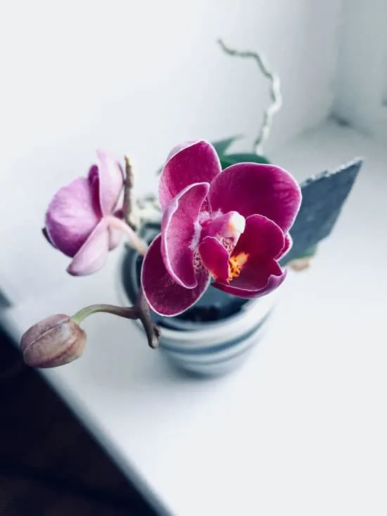 Best Bedroom Plants Orchids