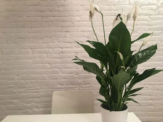 Best Bedroom Plants Peace Lilly Best Bedroom Plants Peace Lilly