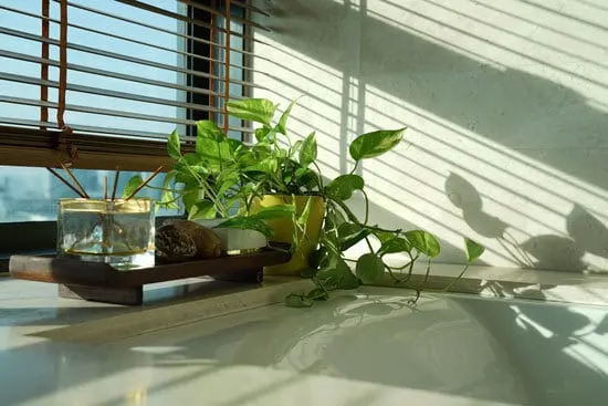 Best Bedroom Plants Pothos Best Bedroom Plants Pothos
