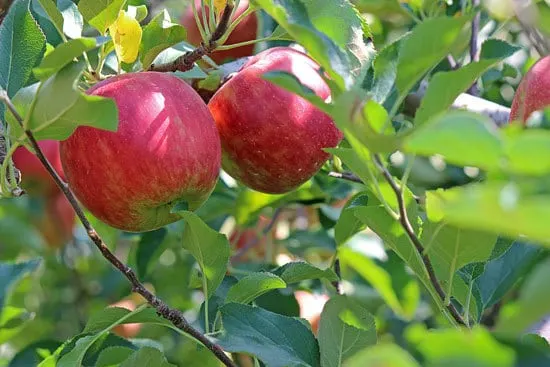 Best Fruit Trees To Grow In Containers Apple 1 Best Fruit Trees To Grow In Containers Apple 1