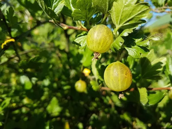 Best Fruit Trees To Grow In Containers Gooseberry 2