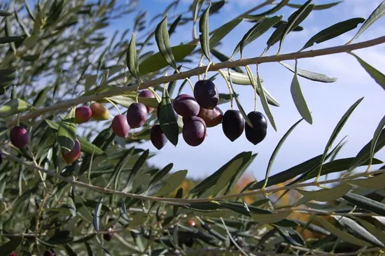 Best Fruit Trees To Grow In Containers Olive