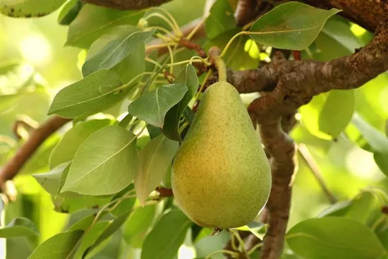 Best Fruit Trees To Grow In Containers Pear 1