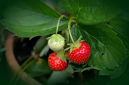 Best Fruit Trees To Grow In Containers Strawberry 1 Best Fruit Trees To Grow In Containers Strawberry 1