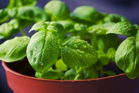 Best Herbs to Grow Indoors Basil Best Herbs to Grow Indoors Basil