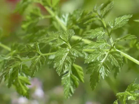 Best Herbs to Grow Indoors Chervil