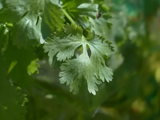 Best Herbs to Grow Indoors Cilantro Coriander