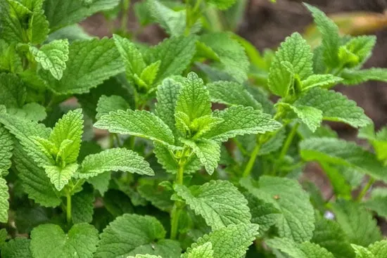 Best Herbs to Grow Indoors Lemon Balm