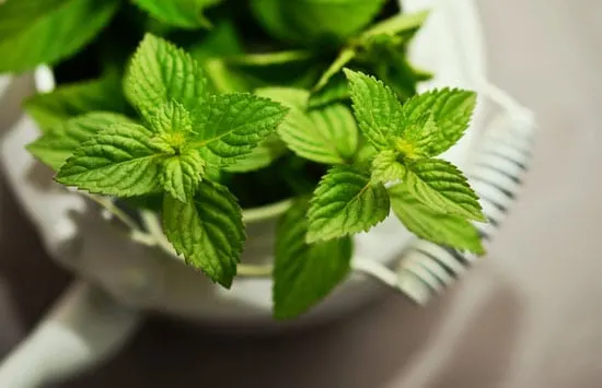 Best Herbs to Grow Indoors Mint