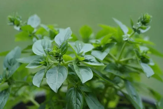 Best Herbs to Grow Indoors Oregano