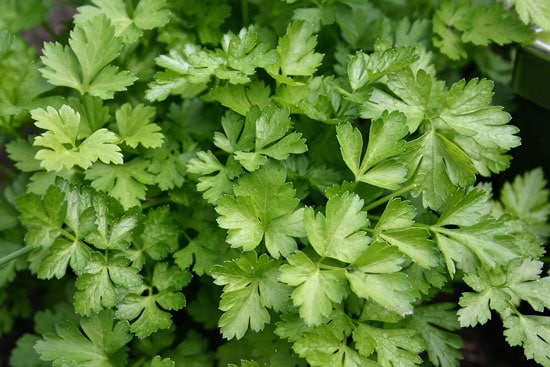 Best Herbs to Grow Indoors Parsley