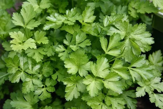 Best Herbs to Grow Indoors Parsley Best Herbs to Grow Indoors Parsley