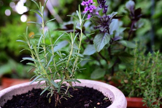 Best Herbs to Grow Indoors Rosemary