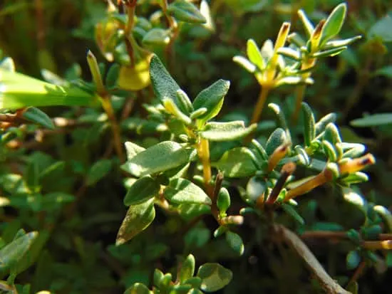 Best Herbs to Grow Indoors Thyme Best Herbs to Grow Indoors Thyme