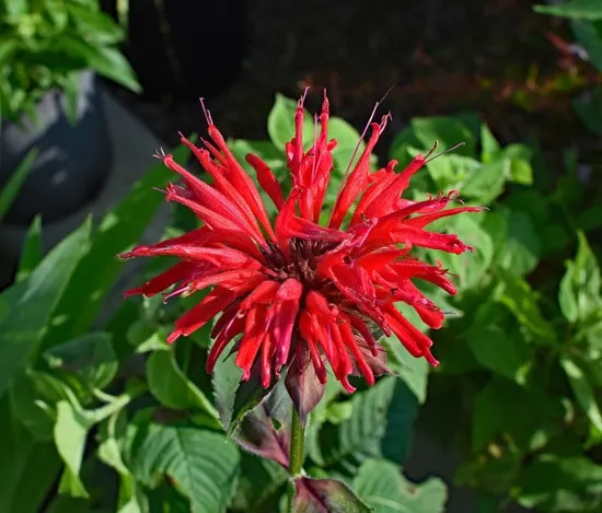 Best Perennial Herbs Garden Plants Bee Balm 1