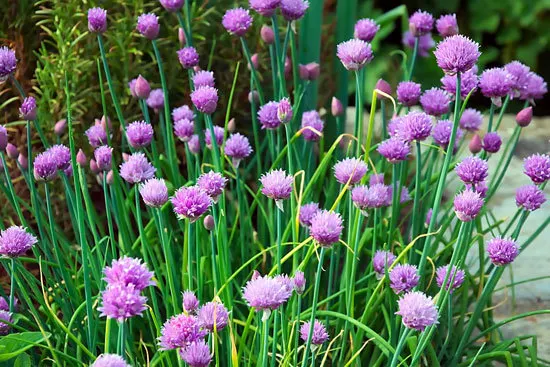 Best Perennial Herbs Garden Plants Chives 1